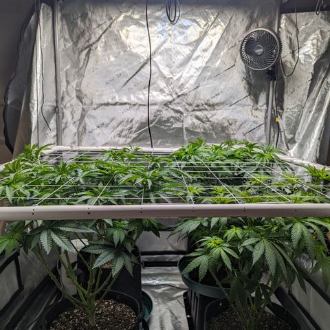 Candied Organges growlog timeline photo