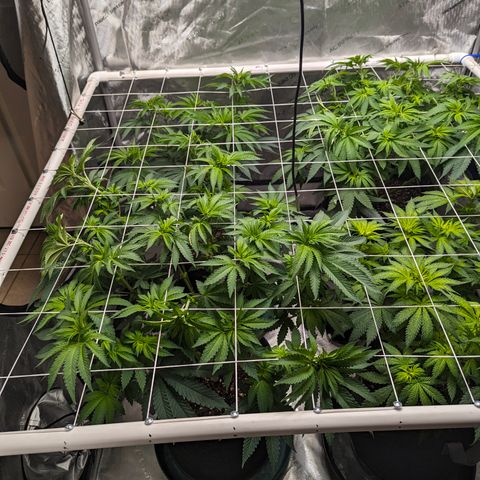 Candied Organges growlog timeline photo
