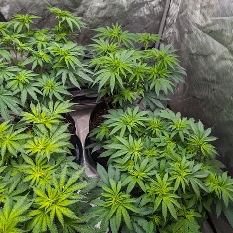 Candied Organges growlog timeline photo