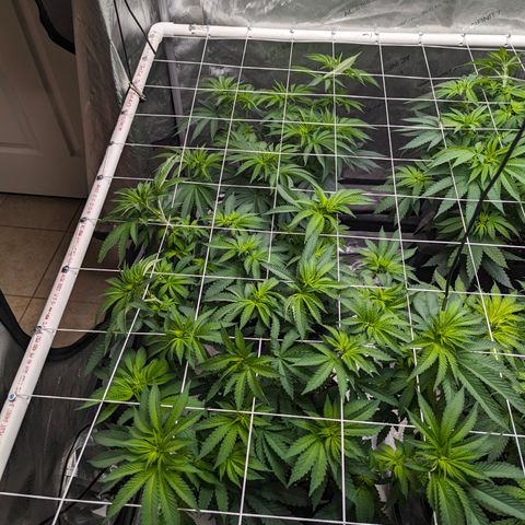 Candied Organges growlog timeline photo