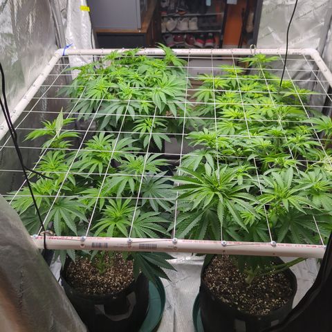 Candied Organges growlog timeline photo
