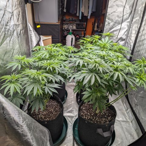 Candied Organges growlog timeline photo