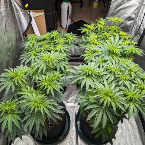 Candied Organges growlog timeline photo