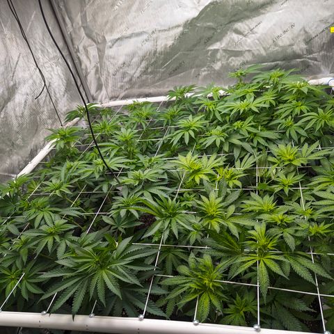 Candied Organges growlog timeline photo