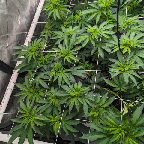 Candied Organges growlog timeline photo