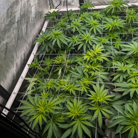 Candied Organges growlog timeline photo