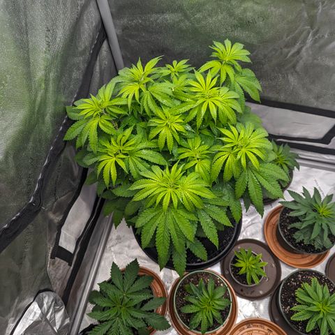 Champaya #5 growlog timeline photo