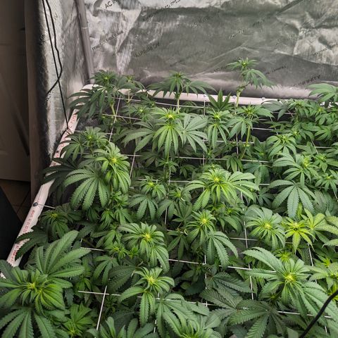 Candied Organges growlog timeline photo