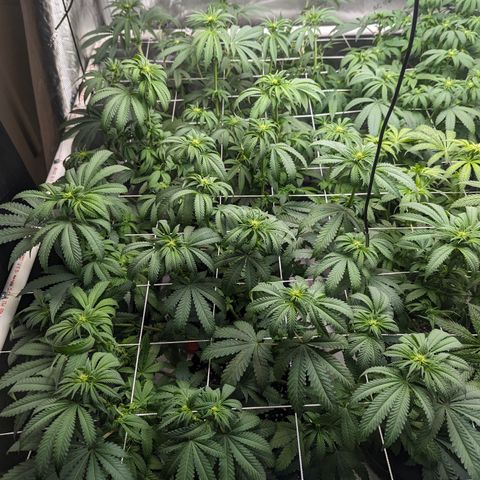 Candied Organges growlog timeline photo