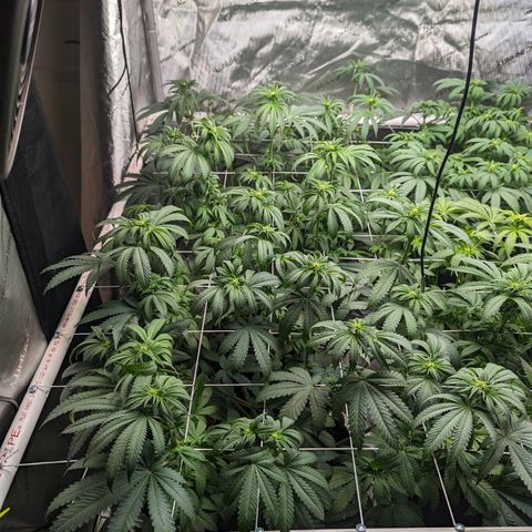 Candied Organges growlog timeline photo