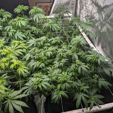 Candied Organges growlog timeline photo