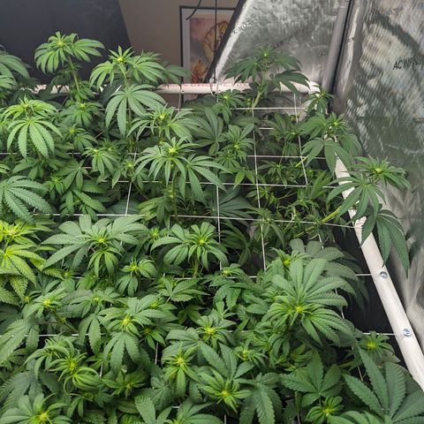 Candied Organges growlog timeline photo