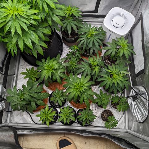 Champaya #5 growlog timeline photo