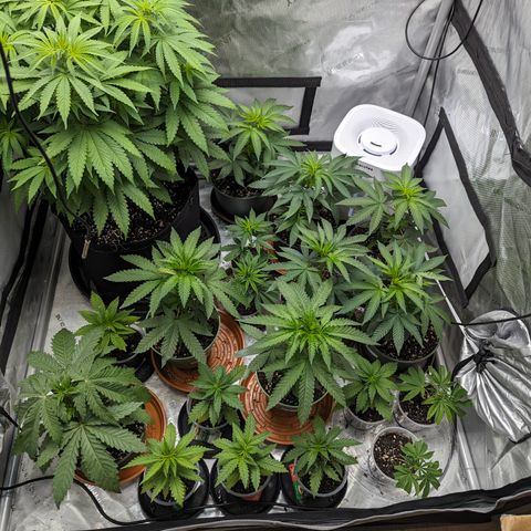 Champaya #5 growlog timeline photo