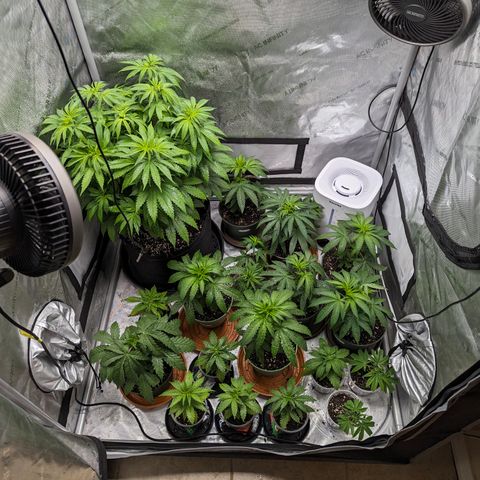 Champaya #5 growlog timeline photo