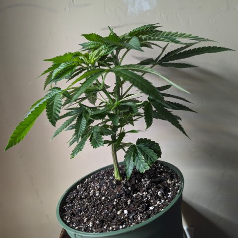 Champaya #5 growlog timeline photo