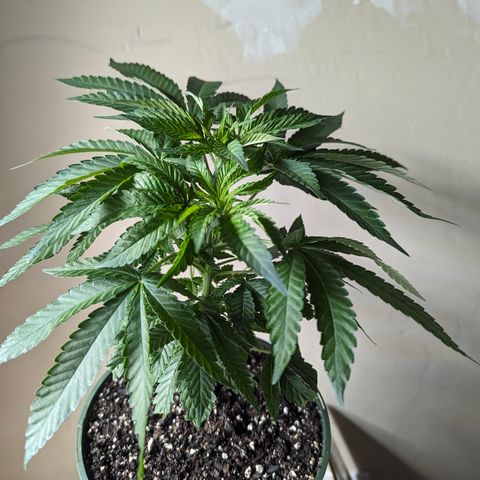 Champaya #5 growlog timeline photo