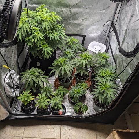Champaya #5 growlog timeline photo