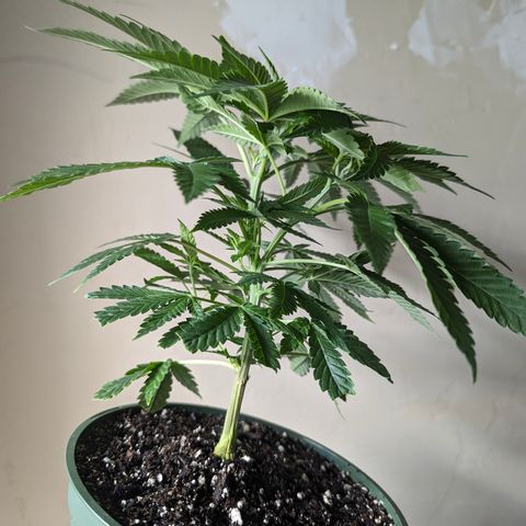 Champaya #5 growlog timeline photo