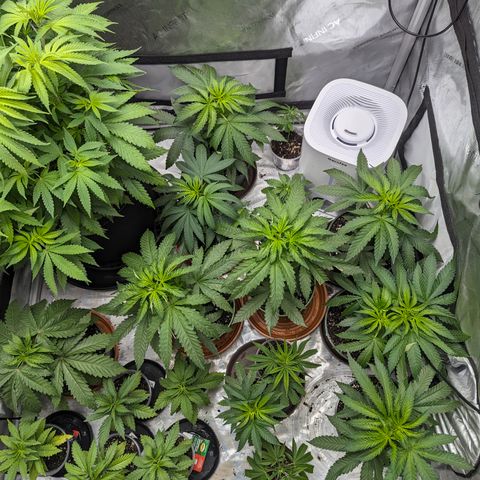 Champaya #5 growlog timeline photo