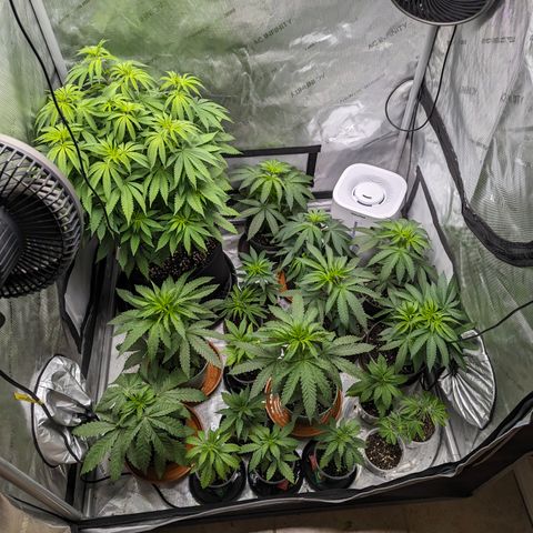 Champaya #5 growlog timeline photo