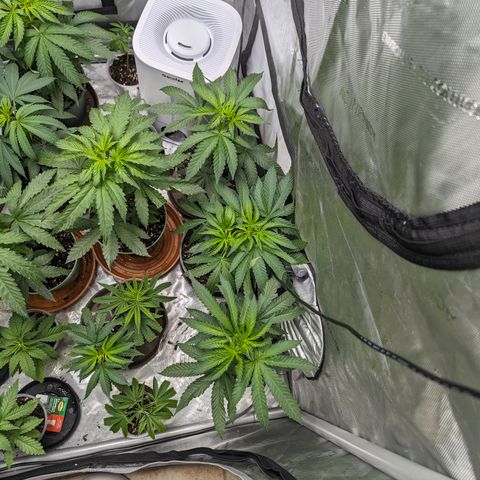 Champaya #5 growlog timeline photo