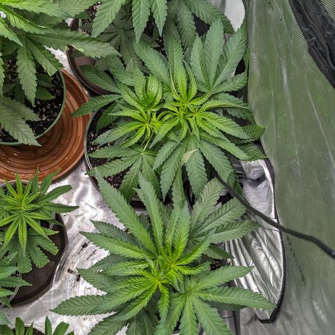 Champaya #5 growlog timeline photo