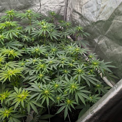 Candied Organges growlog timeline photo