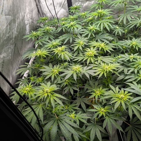 Candied Organges growlog timeline photo