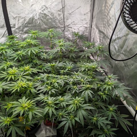 Candied Organges growlog timeline photo
