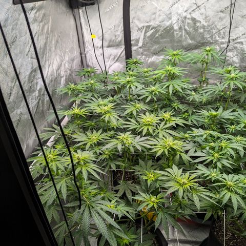 Candied Organges growlog timeline photo