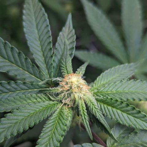 Candied Organges growlog timeline photo