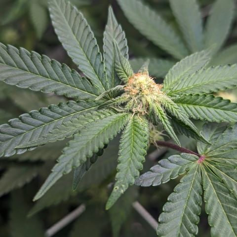 Candied Organges growlog timeline photo