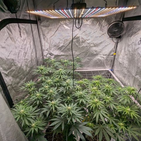 Candied Organges growlog timeline photo