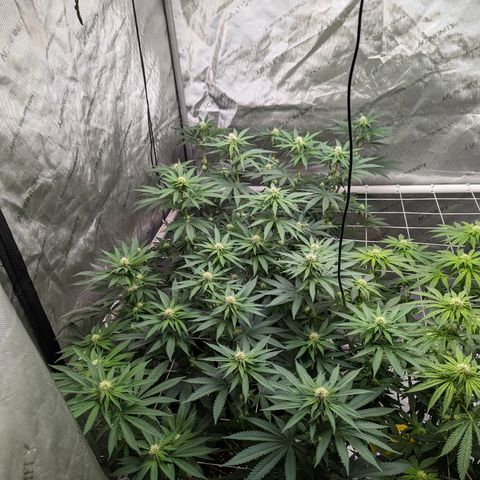 Candied Organges growlog timeline photo
