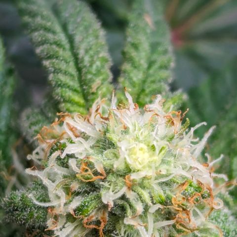 Candied Organges growlog timeline photo