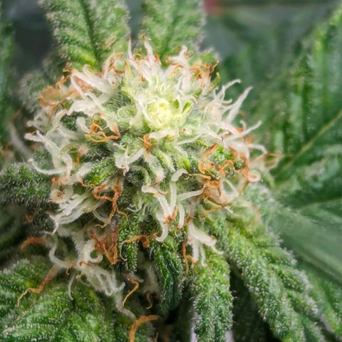 Candied Organges growlog timeline photo