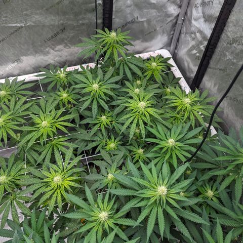 Candied Organges growlog timeline photo