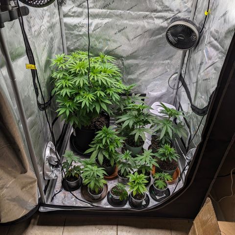 Champaya #5 growlog timeline photo