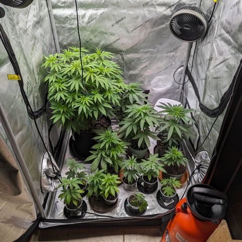 Champaya #5 growlog timeline photo