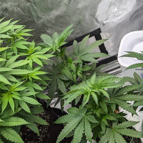 Champaya #5 growlog timeline photo