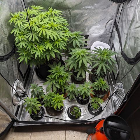 Champaya #5 growlog timeline photo
