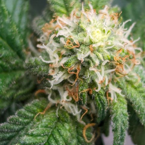 Candied Organges growlog timeline photo