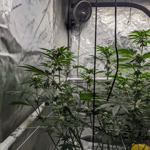 Candied Organges growlog timeline photo