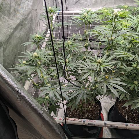 Candied Organges growlog timeline photo