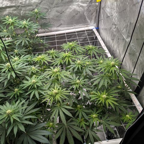 Candied Organges growlog timeline photo