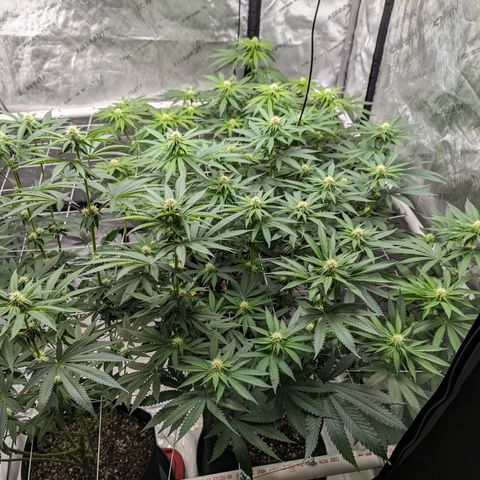 Candied Organges growlog timeline photo