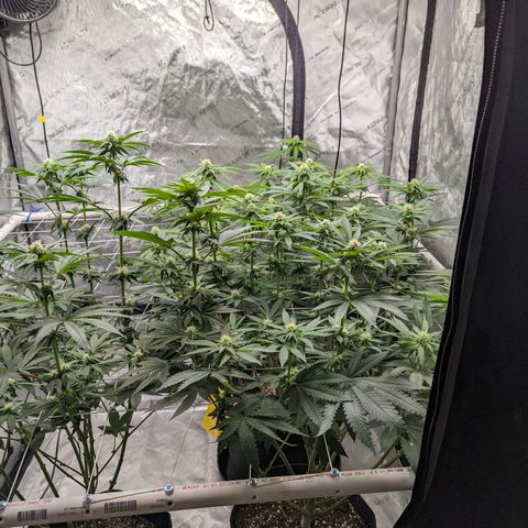 Candied Organges growlog timeline photo