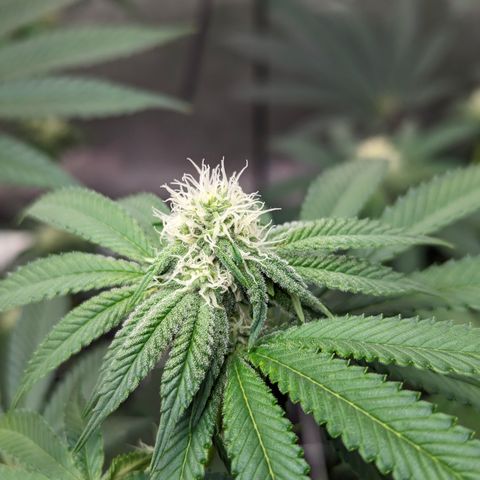 Candied Organges growlog timeline photo