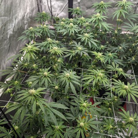 Candied Organges growlog timeline photo